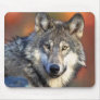 Wolf Photograph