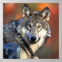 Wolf Photograph