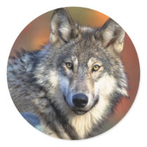 Wolf Photograph