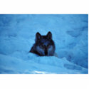 Wolf photo sculptures