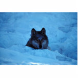 Wolf photo sculptures