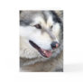 Wolf Portrait Card