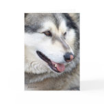 Wolf Portrait cards