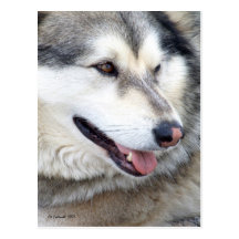 Wolf Portrait Postcards