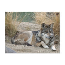 Wolf Postcard