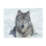 Wolf Post Card
