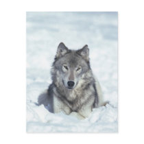 Wolf Postcards