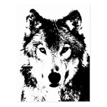 Wolf Postcard