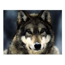 Wolf Postcard