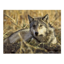 Wolf Postcard