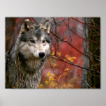 Wolf Print