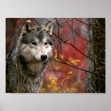 Wolf Print