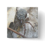 Wolf Spider Babies Egg Case Button