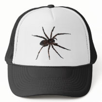 Wolf Spider hat