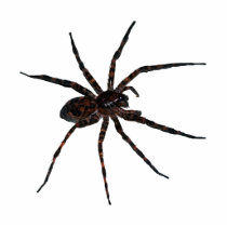 Wolf Spider pin