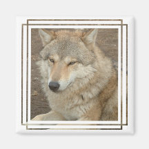 Wolf Square Magnet