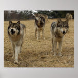 Wolf trouble is coming! posters