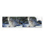 Wolf watches biologists in Yellowstone National Pa Bumper Stickers