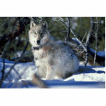 Wolf watches biologists in Yellowstone National Pa Photo Cut Outs