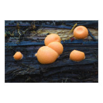 Wolf's Milk Groening's Slime Lycogala Epidendrum Photo