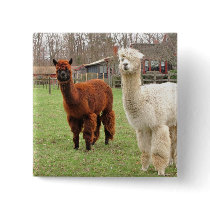 Wolly Llamas ~ button