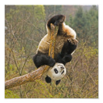 Wolong Panda Reserve, China, 2 1/2 yr old