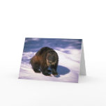 Wolverine on snow greeting cards