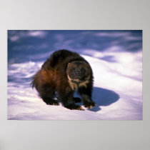 Wolverine on snow posters