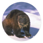 Wolverine on snow stickers