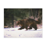 Wolverine running through snow postcards