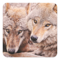 Wolves Square Stickers