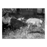Woman bottle feeding an antelope cards