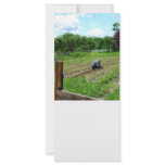 Woman Planting Garden Near Barn rack cards