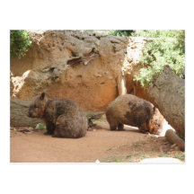 Wombat Heaven Postcards