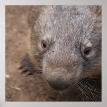 Wombat Kiss Posters