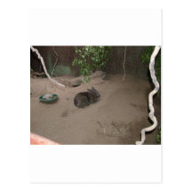 Wombat Post Cards