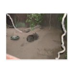 Wombat postcards