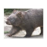 Wombat postcards