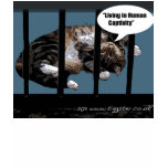 Womens fitted Cute Cat in Jail Shirt