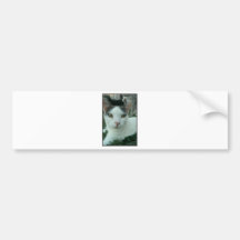 Wonder Look Bumper Sticker