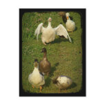 Wonderful Waterfowl Post Card