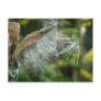 Wonders of Nature~ Seeds