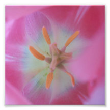 Wonders Within Print - Abstract Flowers series 1 Photographic Print