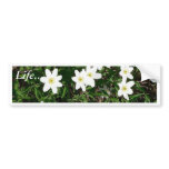 Wood Anemone In Grass bumper stickers