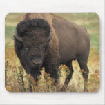 Wood Bison Mouse Pad