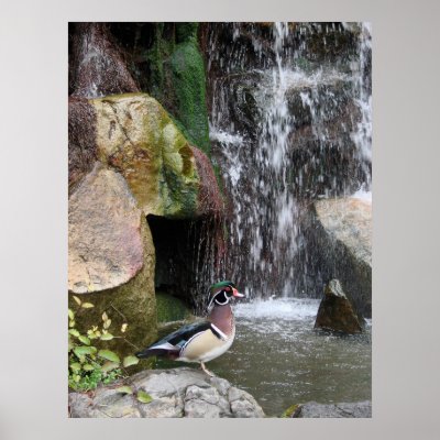 Wood Duck by the Falls Posters by AJsGraphics