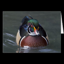 Wood Duck Card
