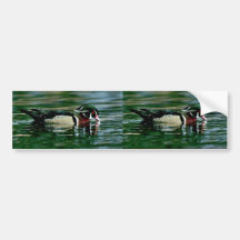 Wood Duck (Drake) Bumper Stickers