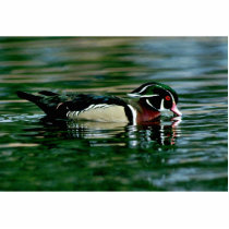 Wood Duck (Drake) Acrylic Cut Out
