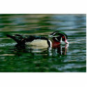 Wood Duck (Drake) photo sculptures